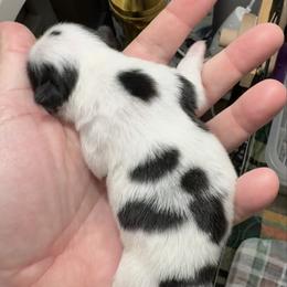 Boy - Black and white male Japanese Chin puppy in Little Rock, Arkansas from Montra Japanese Chin & Cavalier King Charles Spaniels