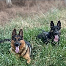 German Shepherd puppies from AB_Elite_GSD
