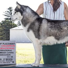 Belgian Malinois and Siberian Huskies from Cinotara Kennels