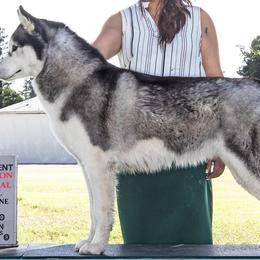 Belgian Malinois and Siberian Huskies from Cinotara Kennels