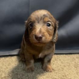 Lake - Dapple female Dachshund puppy in Rusk, Texas from S&C Doxies