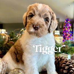 Tigger - male Newfypoo puppy in Jackson, Missouri from Two Sisters Ranch, LLC