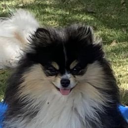 Diva - Pomeranian