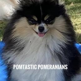 Diva - Pomeranian