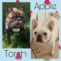 French Bulldog All Grown Up from Bullies Heaven’s French bulldogs and Bull terriers