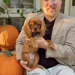 Louie - Ruby male Cavalier King Charles Spaniel puppy in Oklahoma City, Oklahoma from Souther's Treasured Cavaliers