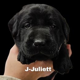 Juliette - Black female Dilute Retriever puppy in Sidney, Nebraska from Nebraska Strong Labradors