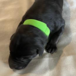 Boy 6-green - Black and tan male German Shepherd puppy in Sharon Grove, Kentucky from Julie’s Shepherds