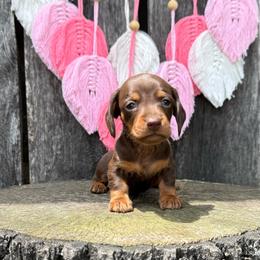 Thunder Cloud - Boy 2 - Blue - Chocolate and tan male Dachshund puppy in Corbin, Kentucky from Steele Half Acre Homestead