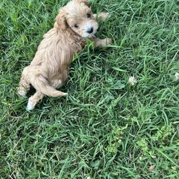 Maltipoo Puppies from Christy Mashore
