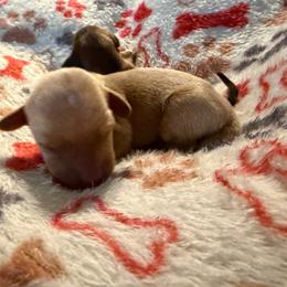 Boy 1 - Fawn (Isabella) male Dachshund puppy in Cherokee, Oklahoma from Special “K” Dachshunds