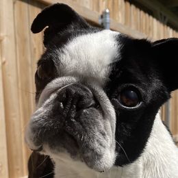 Promise - Boston Terrier