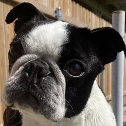 Promise - Boston Terrier
