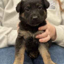 Purple-Thriller - Black and tan female German Shepherd puppy in Medical Lake, Washington from Nine Realms German Shepherds