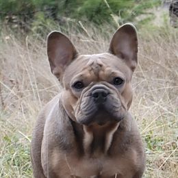 French Bulldogs from Glacier French Bulldogs of Montana