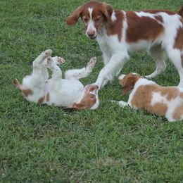 Brittany Puppies from Tail'Z End Kennels