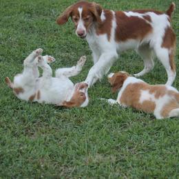 Brittany Puppies from Tail'Z End Kennels