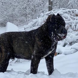 Archer - Cane Corso