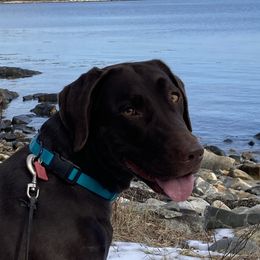Labrador Retrievers from Marshview Labs