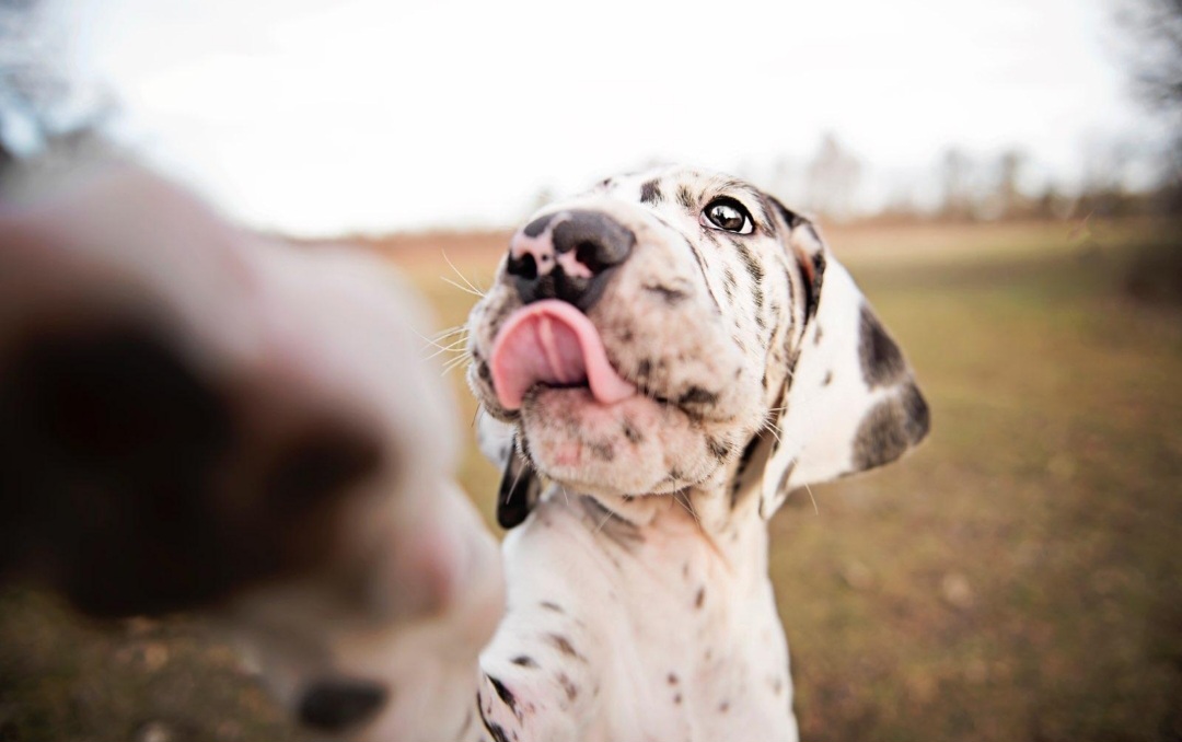 Great Dane Puppies from Bluestone Valley Danes