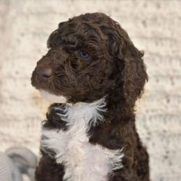 Parti brown - Parti female Labradoodle puppy in Chula Vista, California from Coastal Cocoa Labradoodle