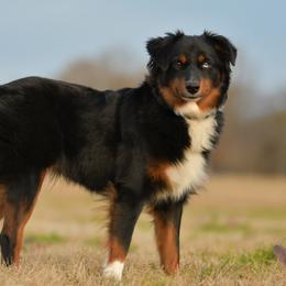 Tally - Black tri female Miniature Australian Shepherd puppy in Hartman, Arkansas from Southern Edition Aussies