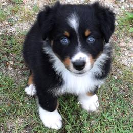 Shadow - Black tri-color male Australian Shepherd puppy in Falcon, Missouri from www.maubachranch.com