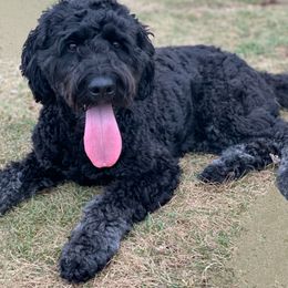 McKinley - Goldendoodle