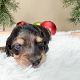Black and cream dapple girl 3 - Dapple female Dachshund puppy in Empire, Alabama from Heart of Dixie Kennel