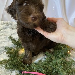 Assorted Doodle Crosses Puppies from Doodles Domain