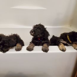 Miniature Schnauzer Puppies from Gerhauzer's Schnauzers
