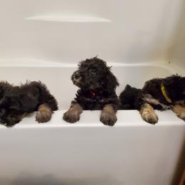 Miniature Schnauzer Puppies from Gerhauzer's Schnauzers