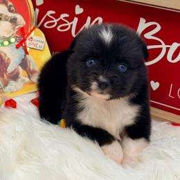 Cupid - Black tri female Toy Australian Shepherd puppy in Blacksburg, South Carolina from Blue’s Family Aussies