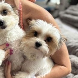 Yorkshire Terriers from Dallas Parti Yorkies