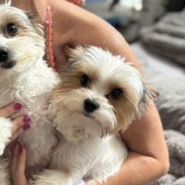 Yorkshire Terriers from Dallas Parti Yorkies