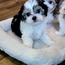 Maltese and Morkie Puppies from K and E Small Breed Puppies