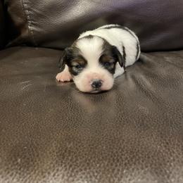 Female 1 - Red white and sable female Papillon puppy in Peoria, Illinois from Sass*A*Frass Papillons
