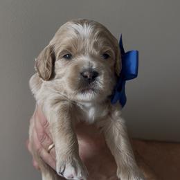Mr. Blue - Apricot male Goldendoodle puppy in Culpeper, Virginia from Beechwood Goldendoodles (VA)