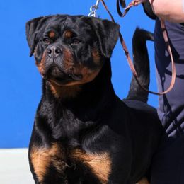 Hope - Rottweiler