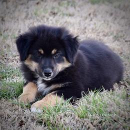 Lionel - Black tri male Miniature Australian Shepherd puppy in Evant, Texas from Lazy VT Bar Ranch