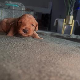 Blue collar male - Red  male Goldendoodle puppy in Fort Myers, Florida from Gandystailsofjoy