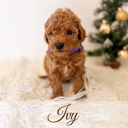 Ivy - Red  female Goldendoodle puppy in Melba, Idaho from KZ Doodles