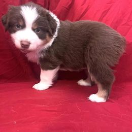 Reef - Red tri-color male Australian Shepherd puppy in Red Bluff, California from Dream E River Ranch
