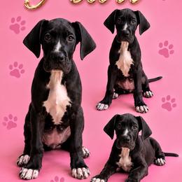 Pearl - Black and white female Great Dane puppy in Gonzales, Louisiana from Anstatt House Of Danes