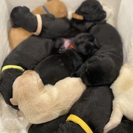 Labrador Retriever Puppies from CapeWest R&T