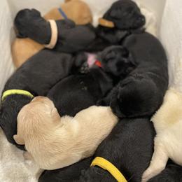 Labrador Retriever Puppies from CapeWest R&T