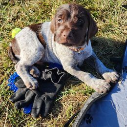 Boy 2 - Brown and gray male Wirehaired Pointing Griffon puppy in Emmett, Idaho from Idaho Wirehaired Pointing Griffons