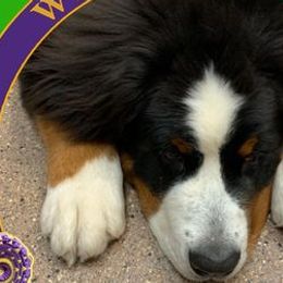 Bernese Mountain Dogs from Highlands Bernese Mtn Dogs