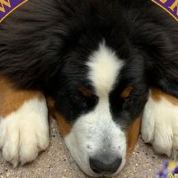 Bernese Mountain Dogs from Highlands Bernese Mtn Dogs