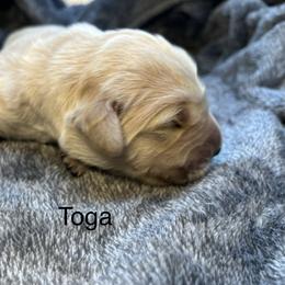 Toga - Golden female Golden Retriever puppy in New Ringgold, Pennsylvania from Hawk Mountain Doodles